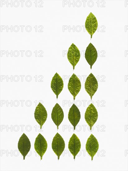 Studio shot of green leaves in triangle shape. Photo : David Arky