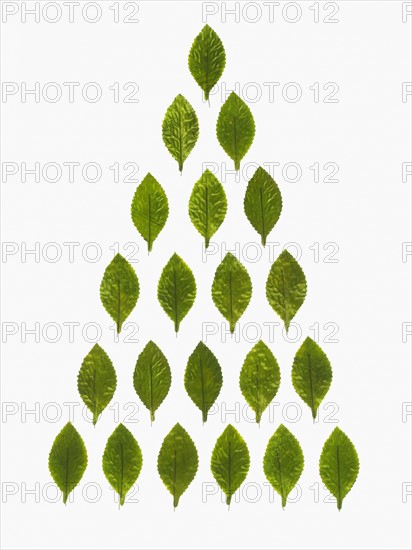 Studio shot of green leaves in pyramid shape. Photo : David Arky