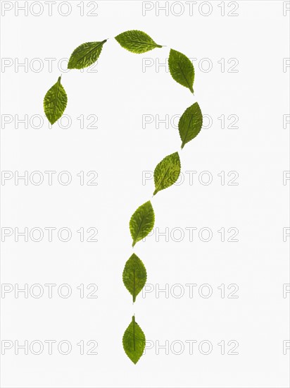 Studio shot of green leaves in question mark shape. Photo : David Arky