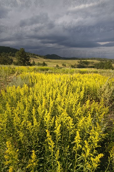 USA, South Dakota, Flowers and storm. Photo : Gary J Weathers