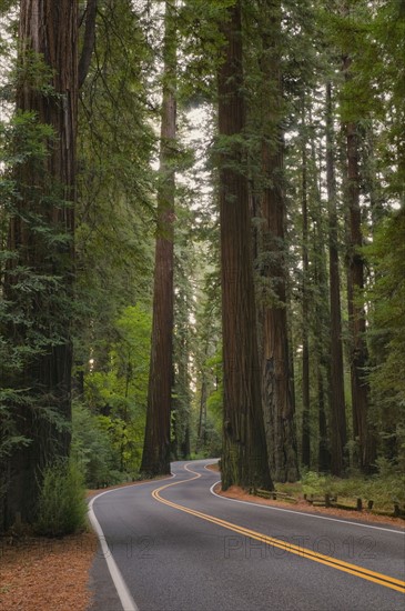 USA, California, road through Redwood forest. Photo : Gary J Weathers