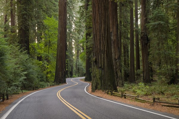 USA, California, road through Redwood forest. Photo : Gary J Weathers