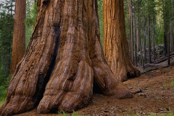 USA, California, Giant Sequoia tree. Photo : Gary J Weathers