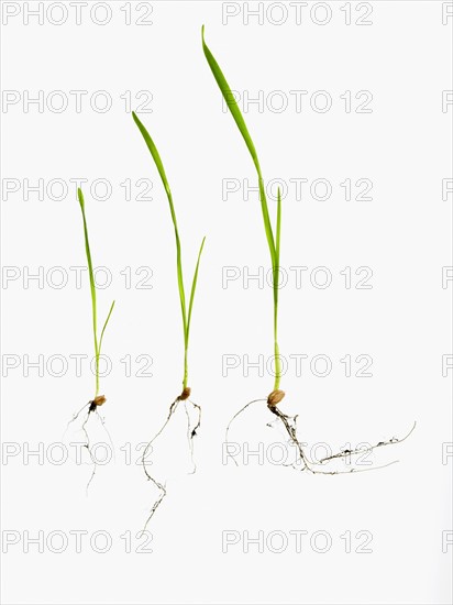 Studio shot of blades of grass with bulbs and roots. Photo : David Arky