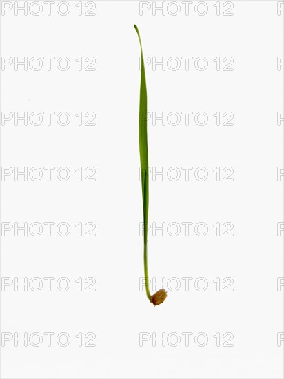 Studio shot of blade of grass with bulb . Photo : David Arky