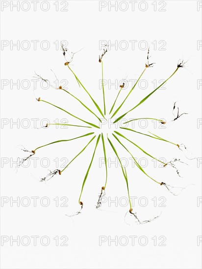 Studio shot of blades of grass with bulbs and roots. Photo : David Arky