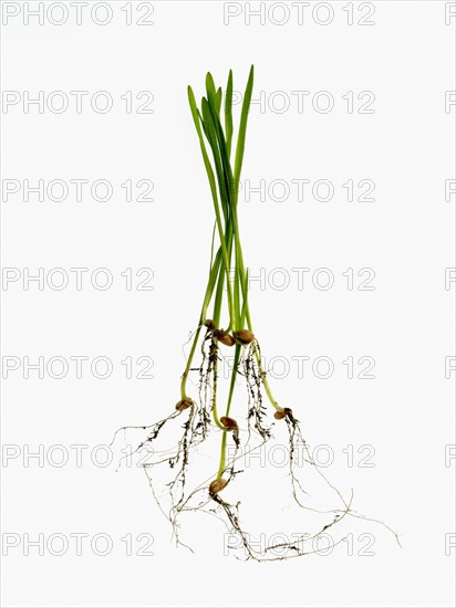 Studio shot of blades of grass with bulbs and roots. Photo : David Arky