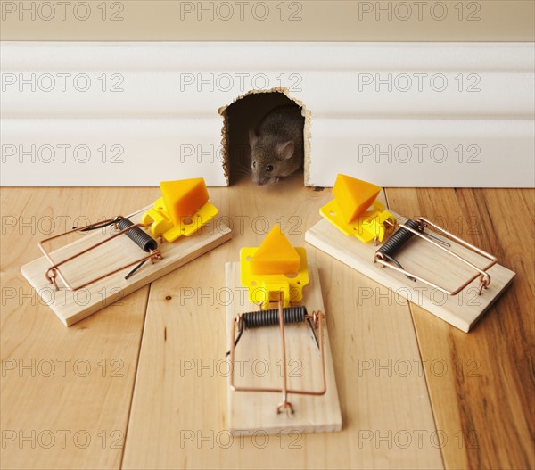 Three mousetraps with cheese in front of mouse hole. Photo : Mike Kemp