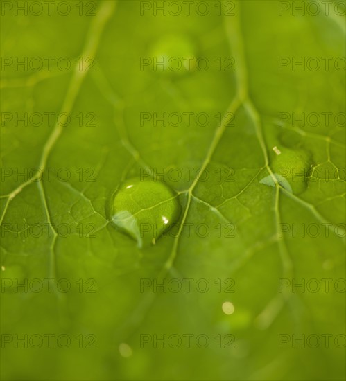 Dew drops on leaf. Photo : Daniel Grill