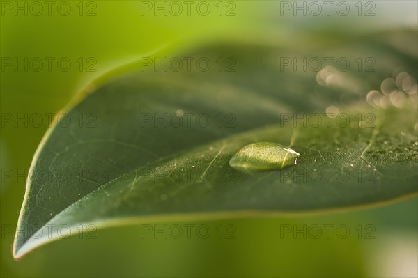 Dew drops on leaf. Photo : Daniel Grill