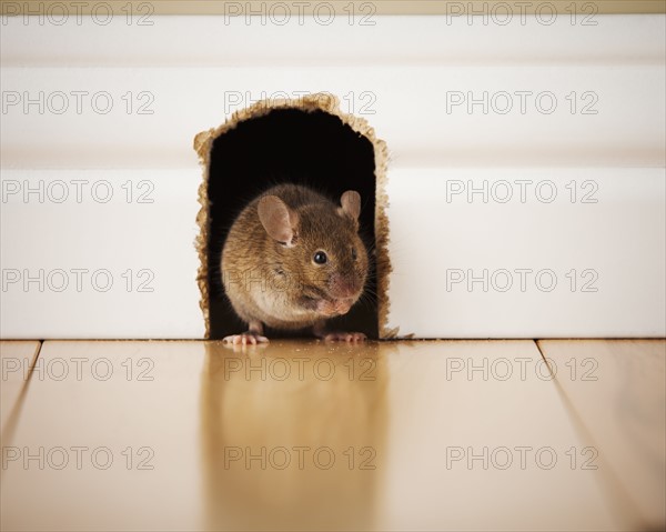 Mouse in mouse hole. Photo : Mike Kemp