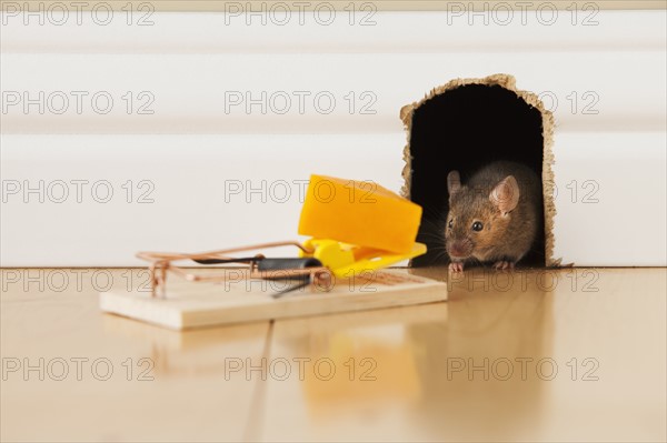 Mousetrap with cheese in front of mouse hole. Photo : Mike Kemp