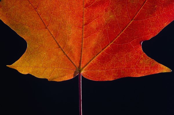 Autumn Maple leaf on black background.