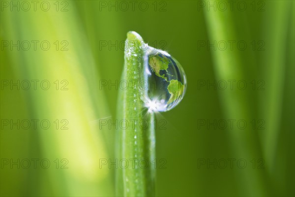 USA, New Jersey, Jersey City, dew drop on grass. Photo : Daniel Grill