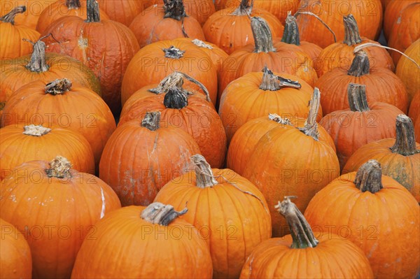 Pumpkins on market stall.