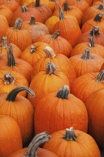 Pumpkins on market stall.