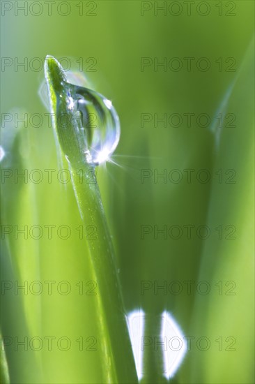 USA, New Jersey, Jersey City, Drop on blade of grass.