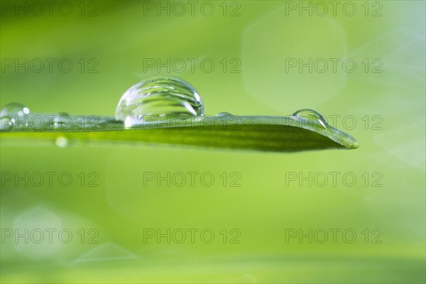 USA, New Jersey, Jersey City, Drop on blade of grass.