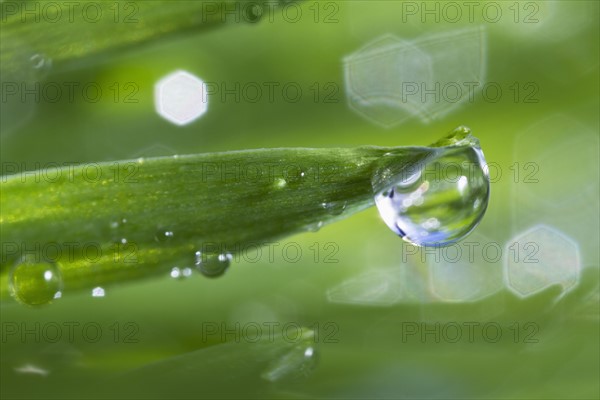 USA, New Jersey, Jersey City, Drop on blade of grass.