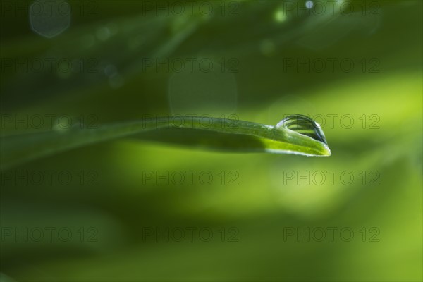 USA, New Jersey, Jersey City, Drop on blade of grass.