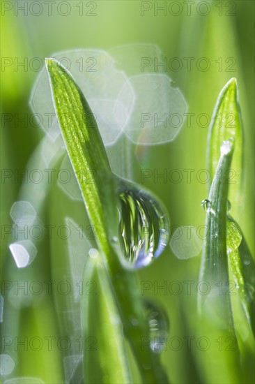 USA, New Jersey, Jersey City, Drop on blade of grass.