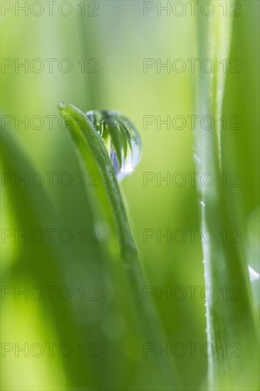 USA, New Jersey, Jersey City, Drop on blade of grass.