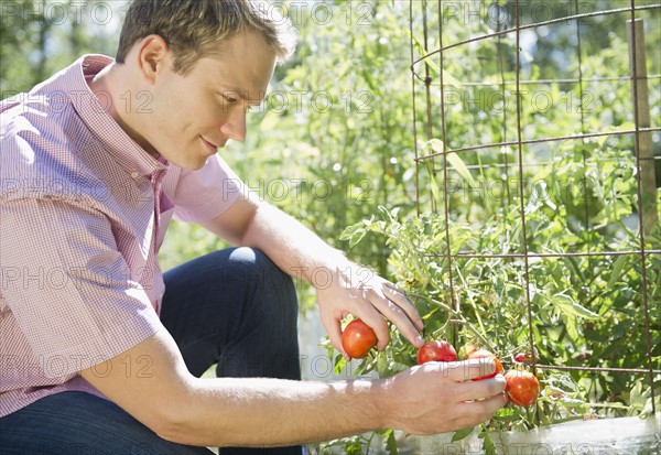 USA, New York, Flanders, Mid adult man picking tomatoes in garden. Photo : Jamie Grill Photography
