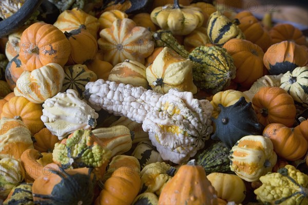 Heap of gourds. Photo : fotog