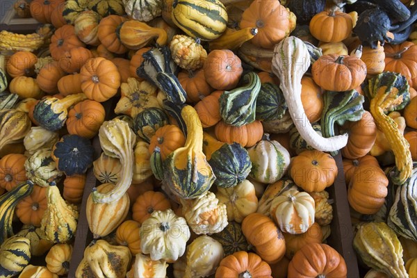 Heap of gourds. Photo : fotog