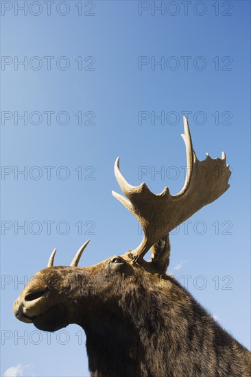 USA, New York State, Moose head against blue sky, low angle view. Photo : Chris Hackett