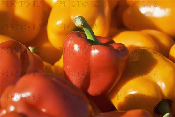 USA, Massachusetts, Boston, bell peppers. Photo : fotog