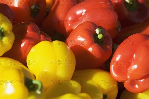 USA, Massachusetts, Boston, bell peppers. Photo : fotog