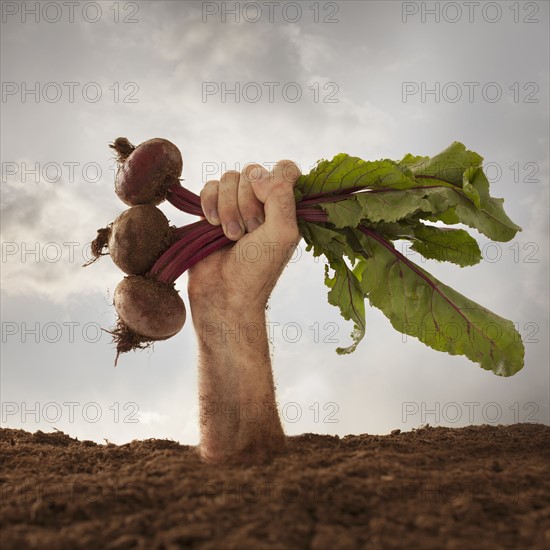 Human hand holding red beetroot, studio shot. Photo : Mike Kemp