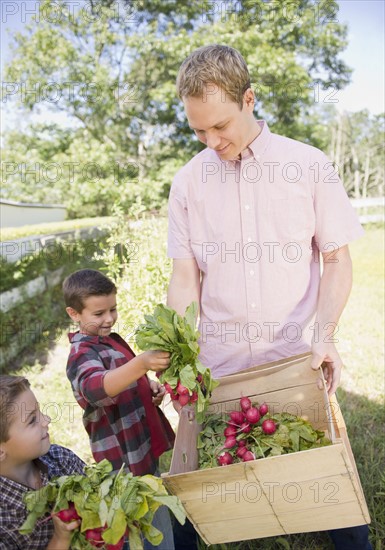 USA, New York, Flanders, Two boys (4-5, 8-9) with father picking radish in garden. Photo : Jamie Grill Photography