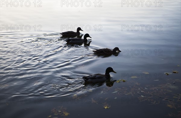 USA, New York City, ducks on lake. Photo : fotog