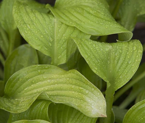 USA, New York City, close-up of leaves. Photo : fotog
