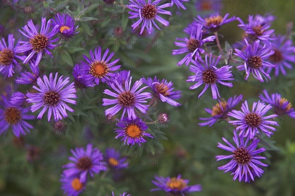 USA, New York City, purple flowers. Photo : fotog