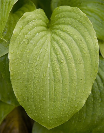 USA, New York City, close-up of leaves. Photo : fotog