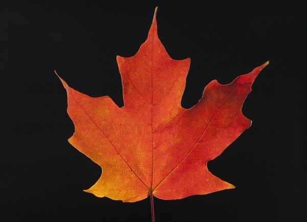 Autumn Maple leaf on black background.