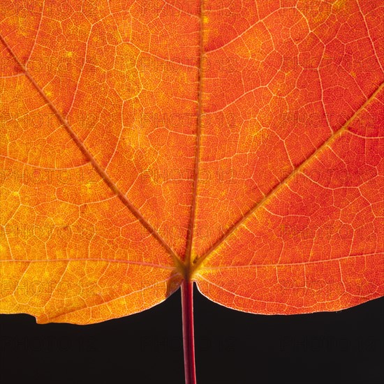 Autumn Maple leaf veins.