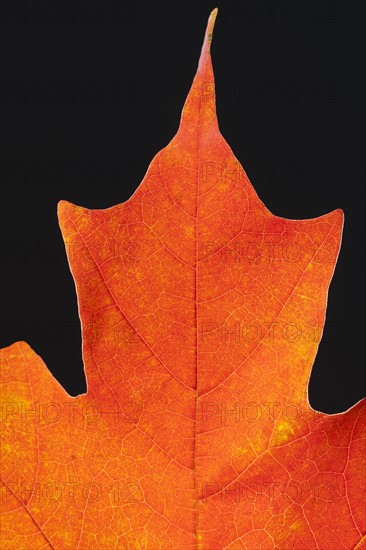 Autumn Maple leaf veins.