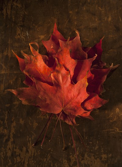 Pile of Autumn Maple leaves.