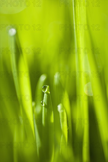 Dew drops on grass.