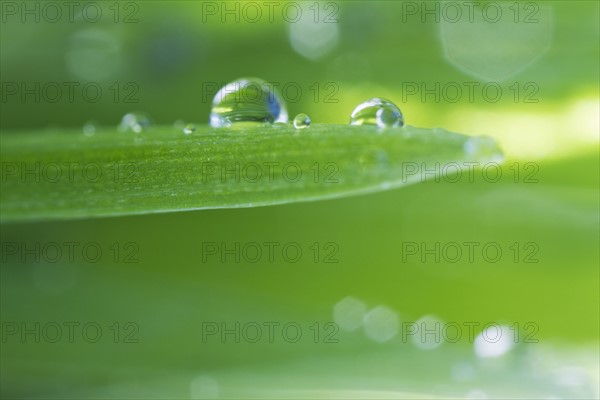 USA, New Jersey, Jersey City, Drop on blade of grass.