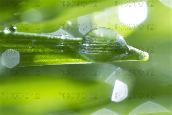 USA, New Jersey, Jersey City, Drop on blade of grass.