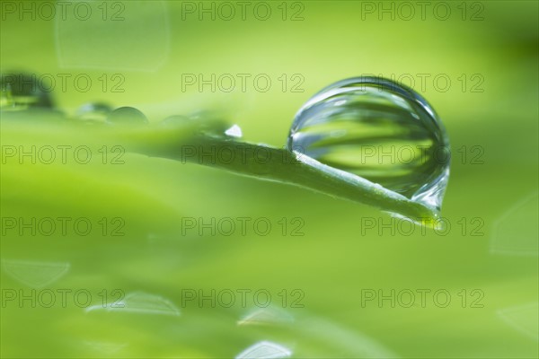 USA, New Jersey, Jersey City, Drop on blade of grass.