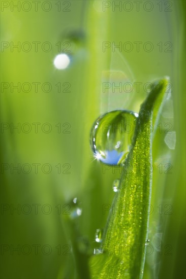 USA, New Jersey, Jersey City, Drop on blade of grass.