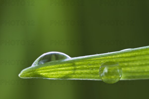 USA, New Jersey, Jersey City, Drop on blade of grass.