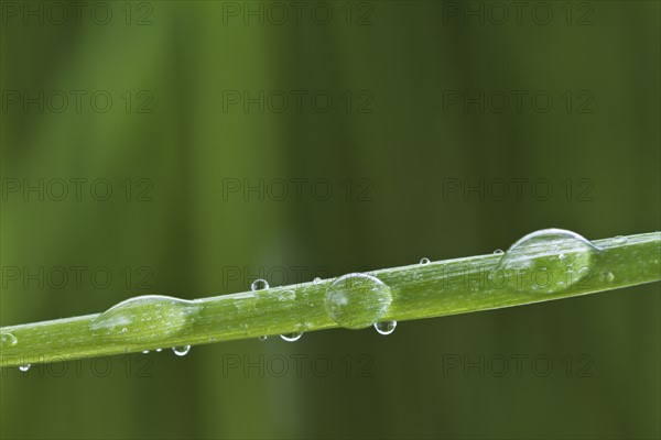 USA, New Jersey, Jersey City, Drop on blade of grass.