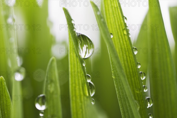 USA, New Jersey, Jersey City, Drops on blade of grass.